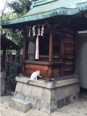菅大臣神社の猫